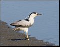 _3SB5957 black-crowned night-heron